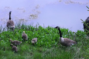 Canada-geese-6-15-09