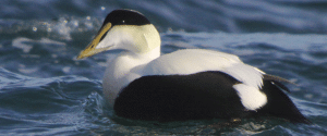 common-eider-adult-male