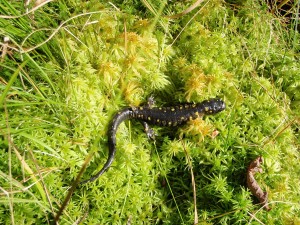 Spotted salamanders are one of the animals that depend on vernal pools. They lay their eggs there. (Ed Robinson photo)