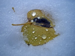 Ed Robinson photo