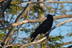 Crow-by-Curt-Chipman