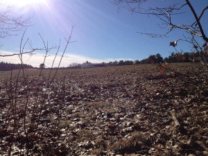 Field of streaming light (Jamie Pacheco photo)