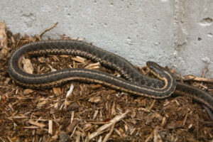 Nature Notes Garter Snake Harpswell Heritage Land Trust