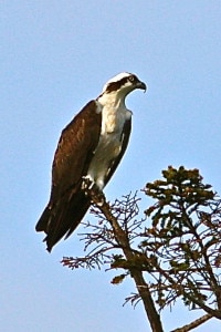 Curt Chipman photo