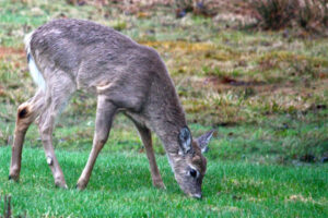 Curt Chipman photo