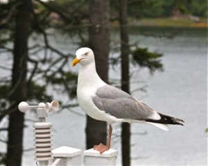 Curt Chipman photo
