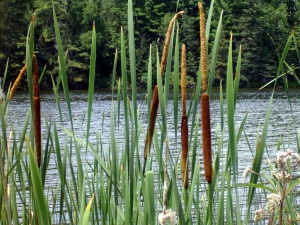 cattail