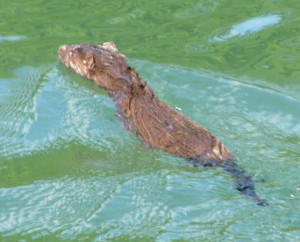 Nature Notes American Mink Harpswell Heritage Land Trust