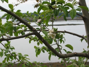 2009_Apple-trees-spring_-(7
