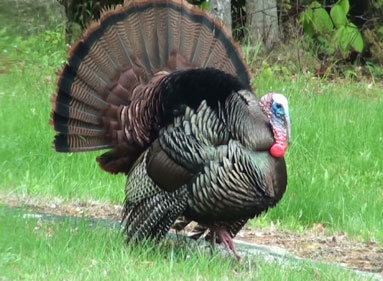 Mature Turkey 77