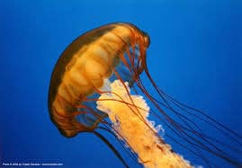 jelly-2
