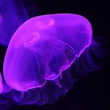 jelly