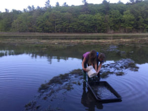 Harpswell Community School students Salin Bachor, 9, and Molly Greenleaf, 9, empty a bucket of minnows into a tub they hope will attract a great blue heron. (Walter Wuthmann photo)