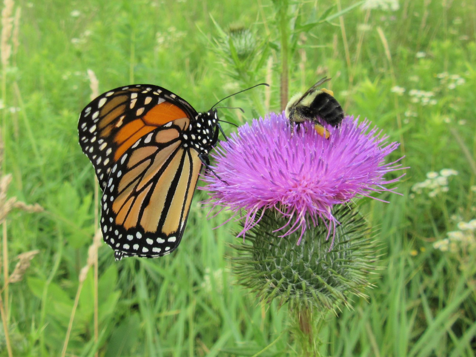 Nature Notes: Pollinators - Harpswell Heritage Land Trust