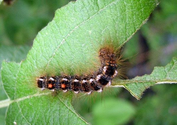 Browntail Moth PPH