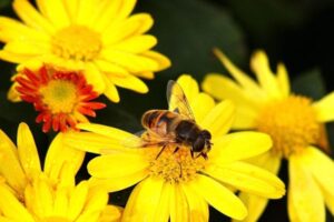 Honey-Bee_DHC