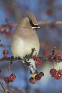 Photo courtesy of Maine Audubon