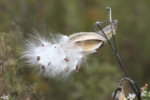 Common-Milkweed-seeds
