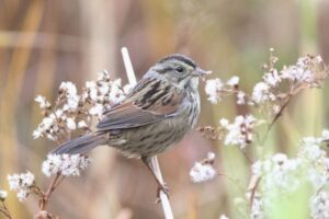 Swamp Sparrow eating aster seeds (photo courtesy of Maine Audubon)