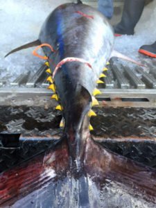 A Bluefin Tuna tail