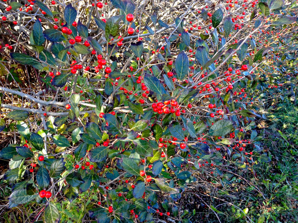 You can see common winterberry along the Giant's Stairs Trail (Priscilla Seimer photo)