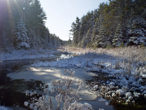 Nature Notes: Blue Jay - Harpswell Heritage Land Trust