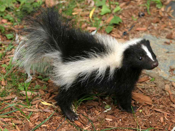 Nature Notes Skunks Harpswell Heritage Land Trust