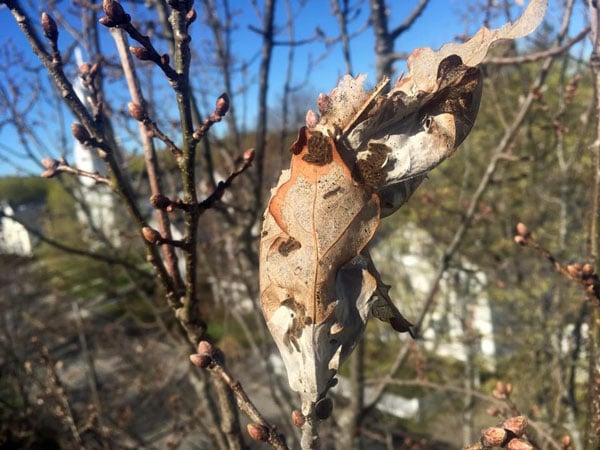 All Natural Brown Tail Moth Spray Relief 