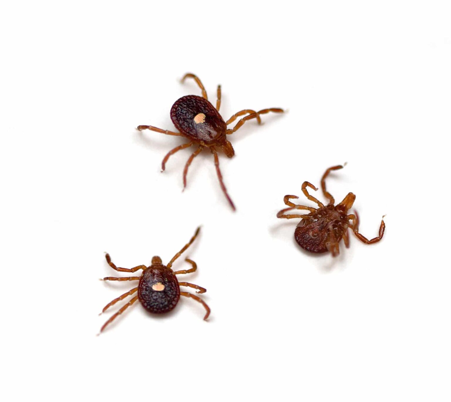 tick with white dot