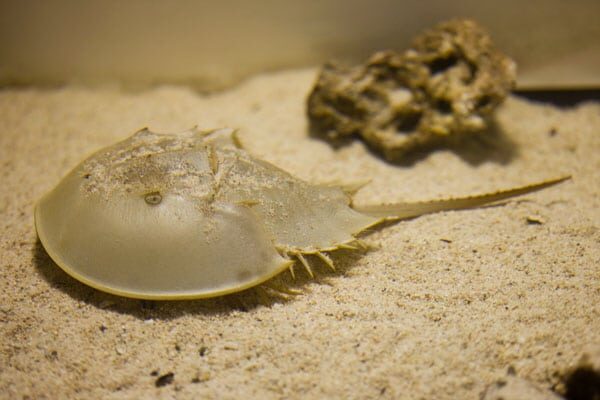 horseshow crab swims in tank