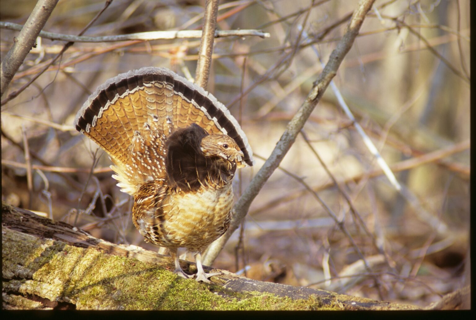 Nature Notes: Ruffed Grouse - Harpswell Heritage Land Trust