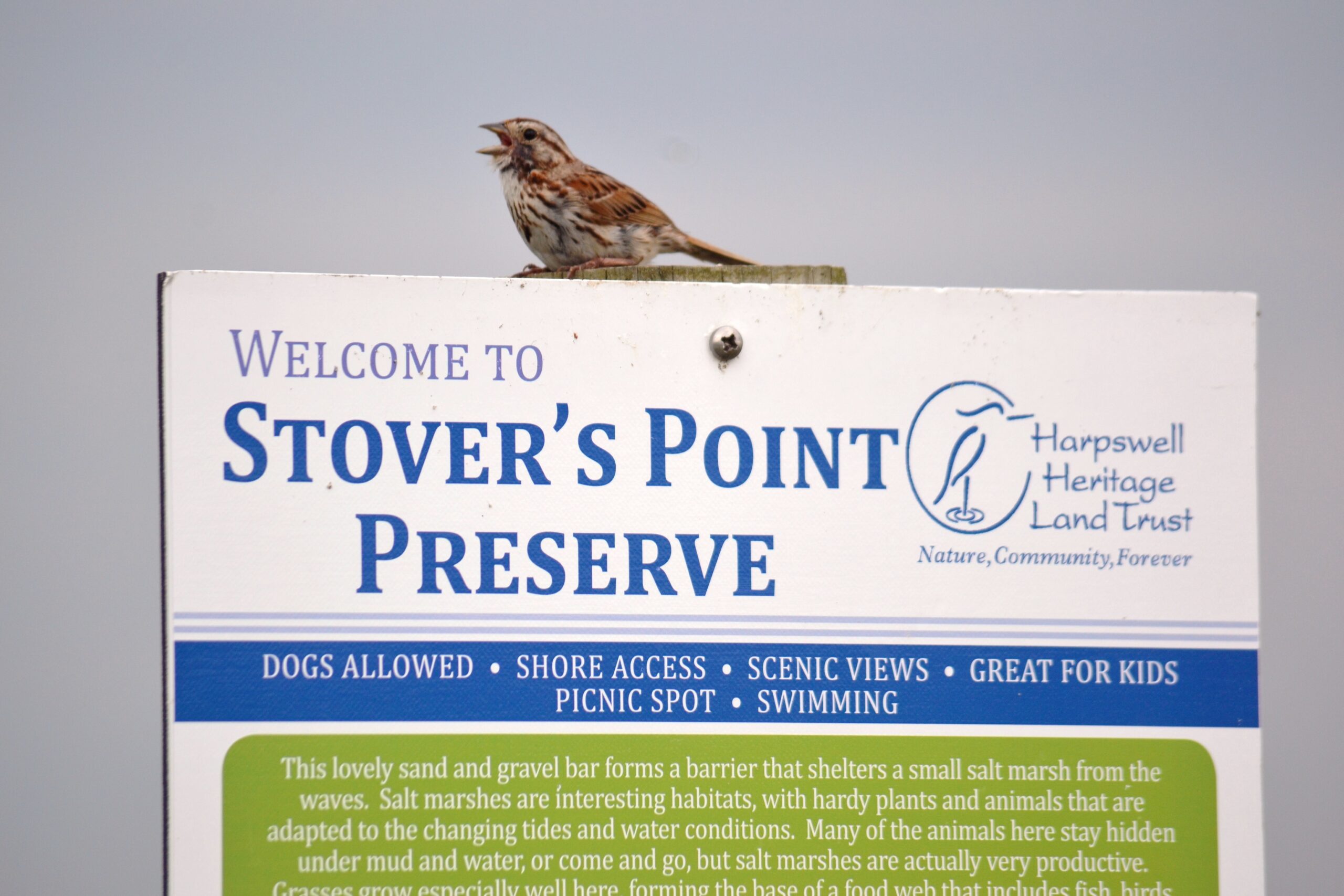 Nature Notes: Blue Jay - Harpswell Heritage Land Trust