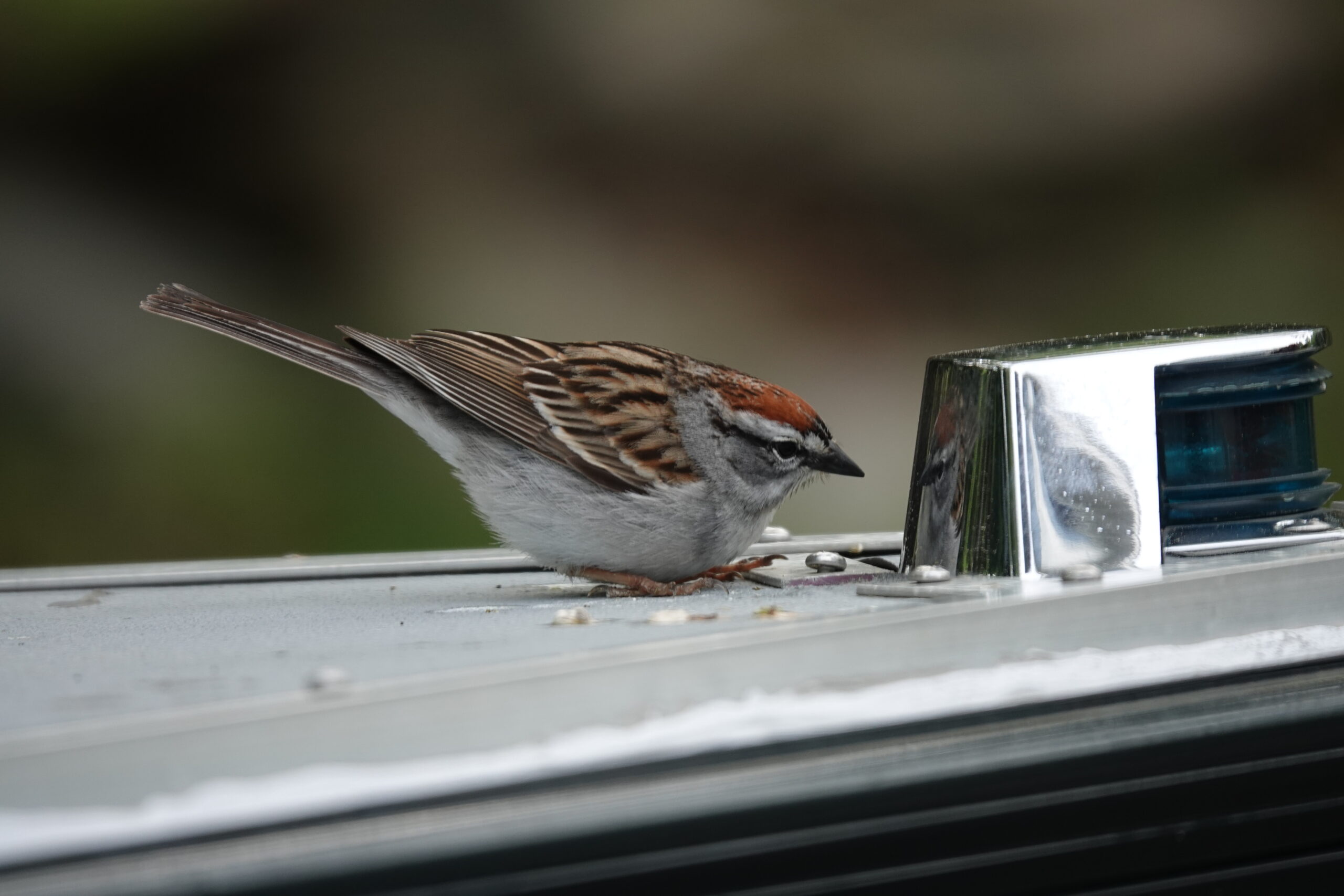 Nature Notes: Blue Jay - Harpswell Heritage Land Trust