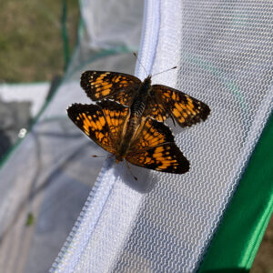 butterflies on net edge