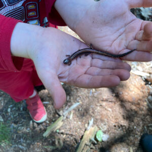 hands holding salamander