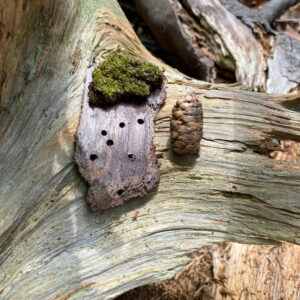 closeup of bark and moss