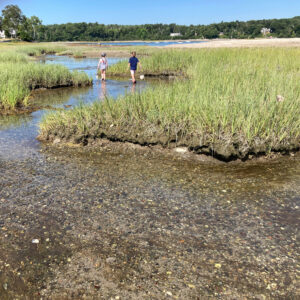 children search stream through marsh grasses
