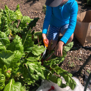 child cuts greens from garden