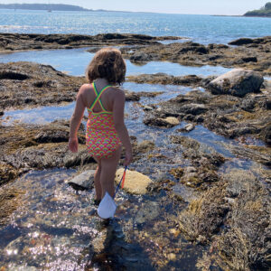 child searches tide pool with net