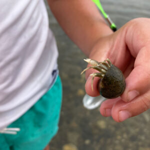 childs hand holds hermit crab