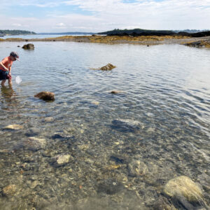 child searches tidepool with net