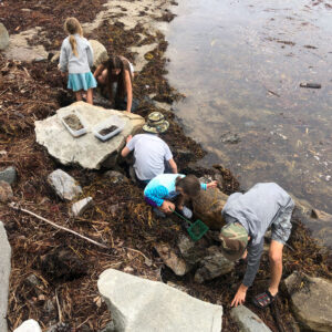 children search seaweed among rocks with nets