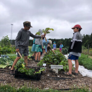 children harvest vegetables from garden