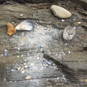 shells smashed on rocks