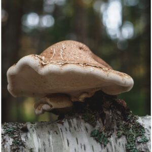 mushroom on fallen birch