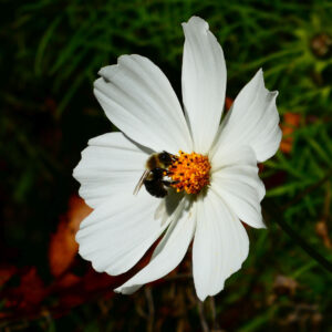 bee in white flower