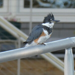 kingfisher on railing