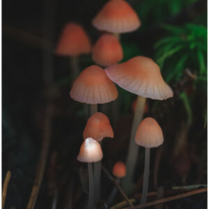 cluster of small orange mushrooms