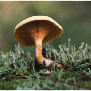 closeup of mushroom growing out of mossy ground