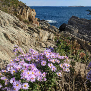 purple flowers among rocky shore